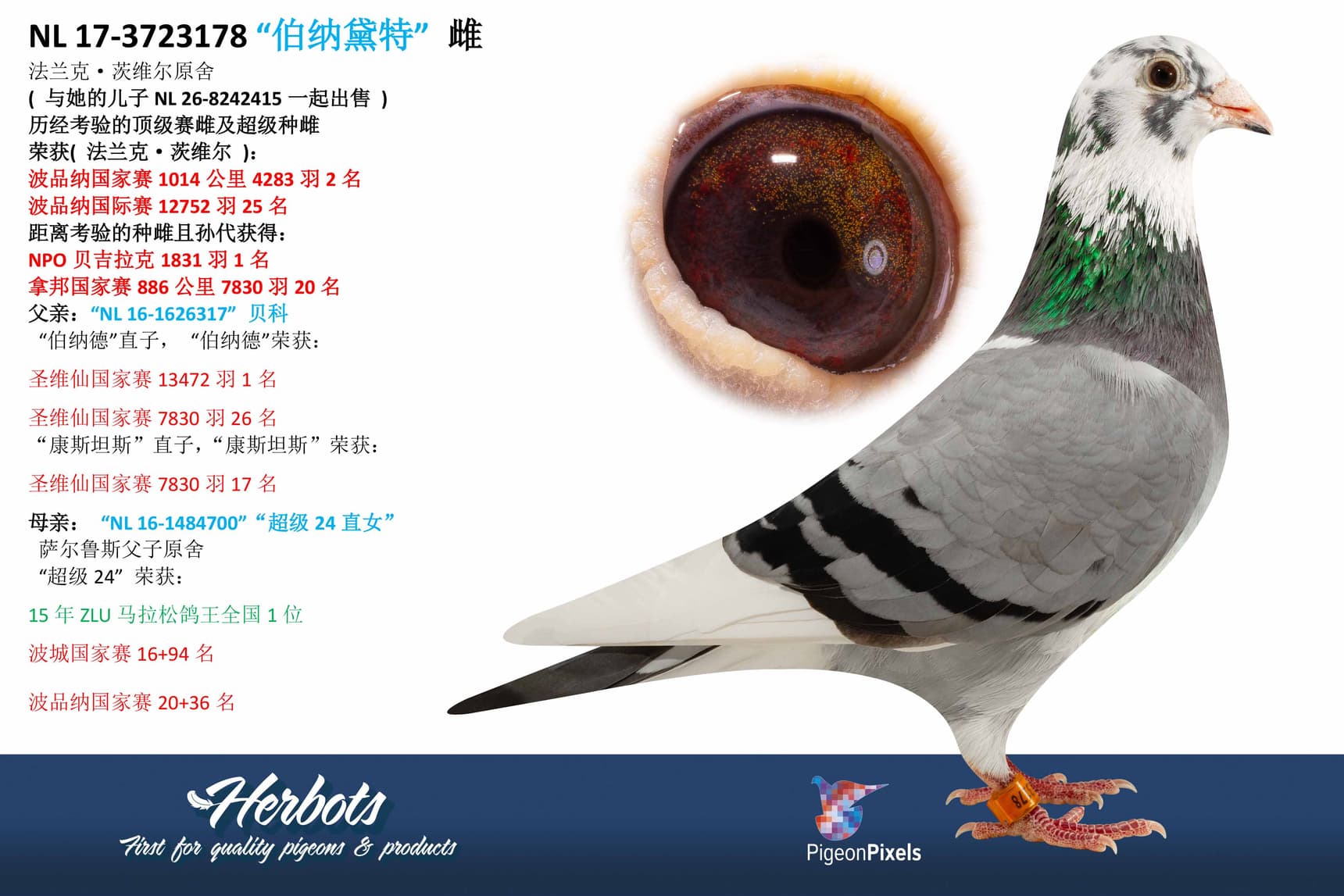 pigeon: undefined