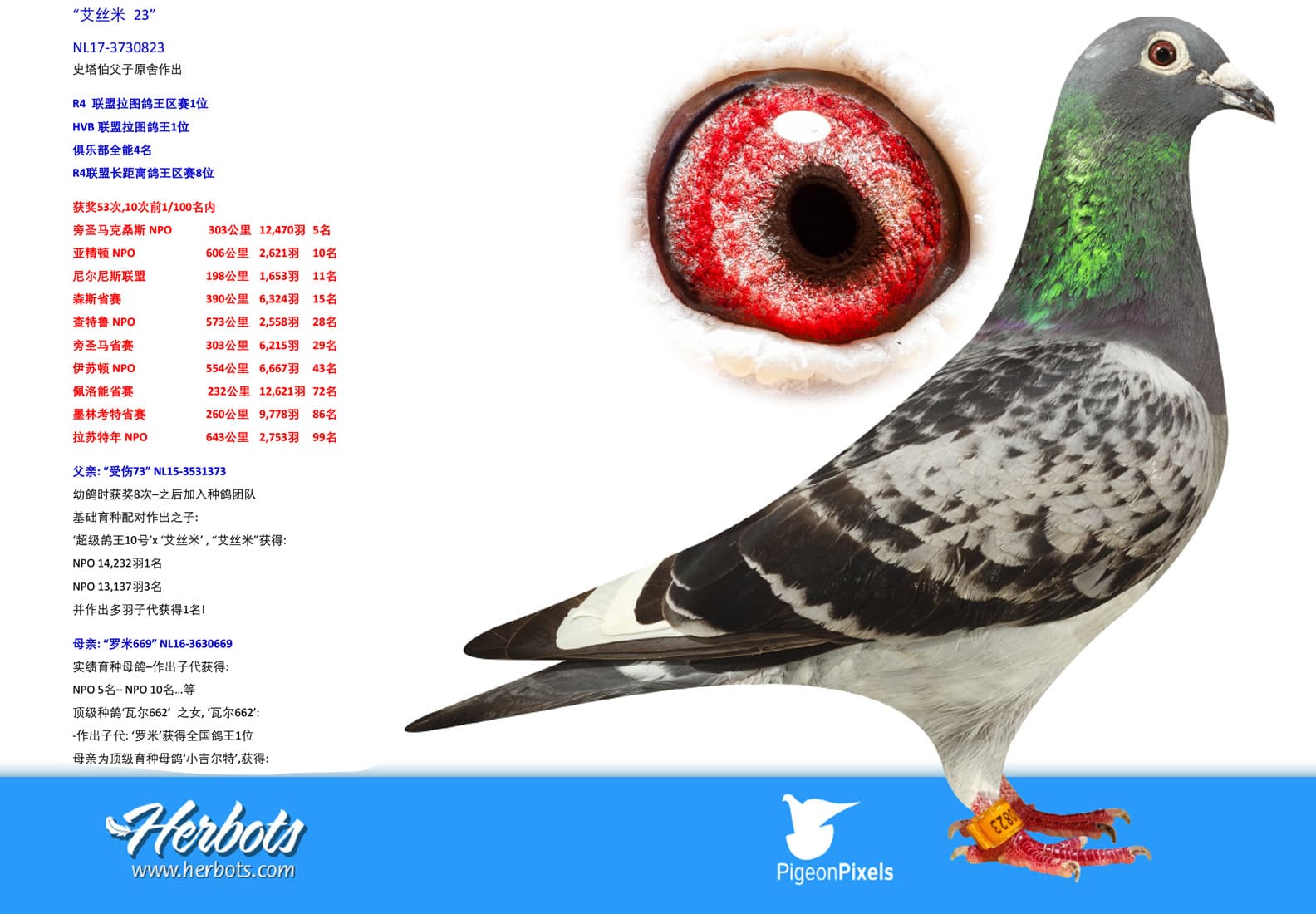 pigeon: undefined