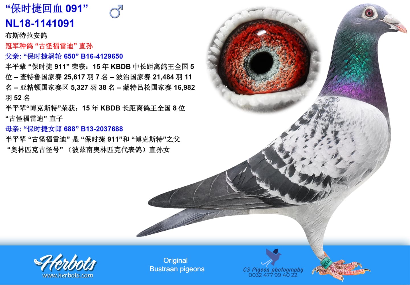 pigeon: undefined