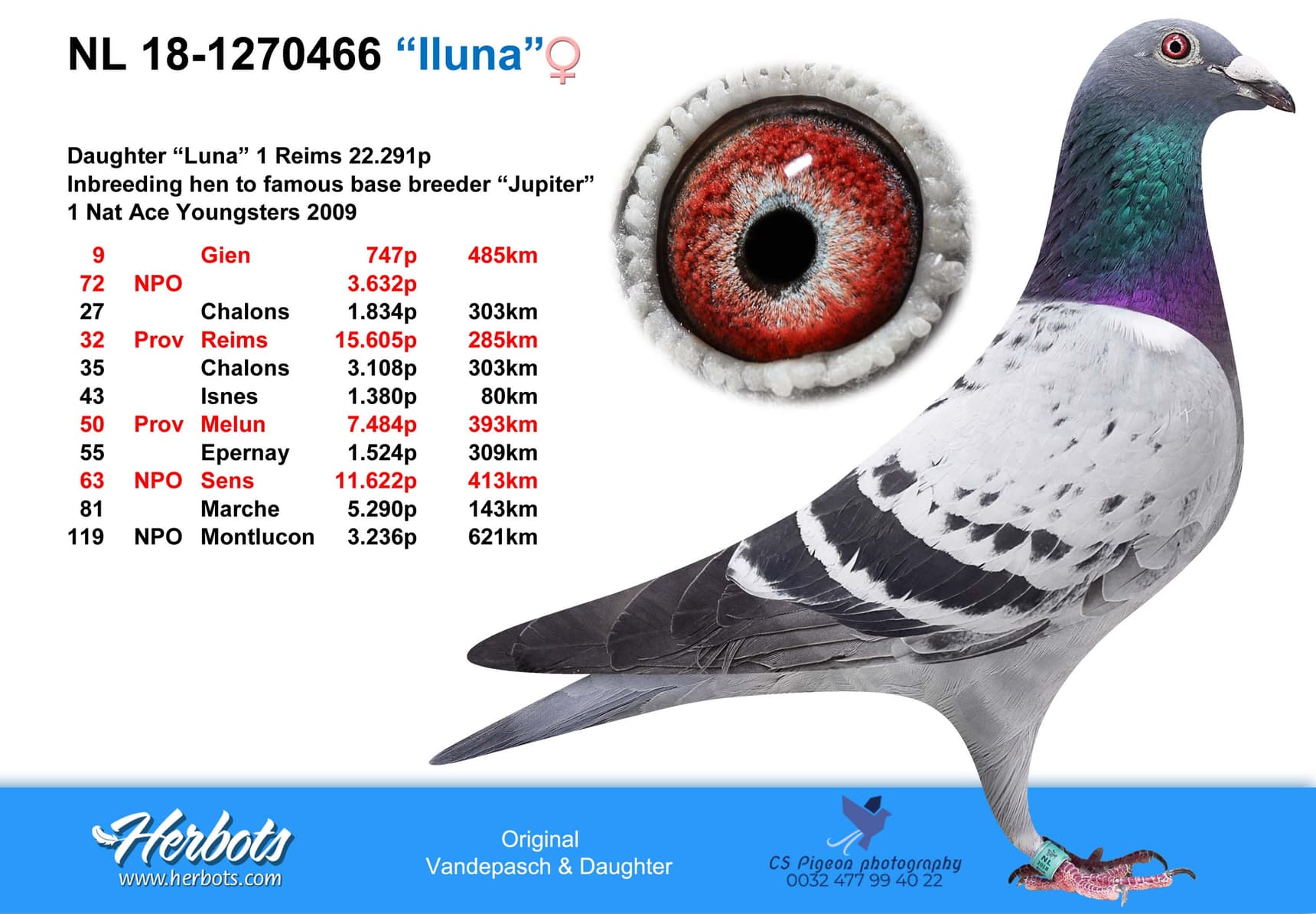 pigeon: undefined