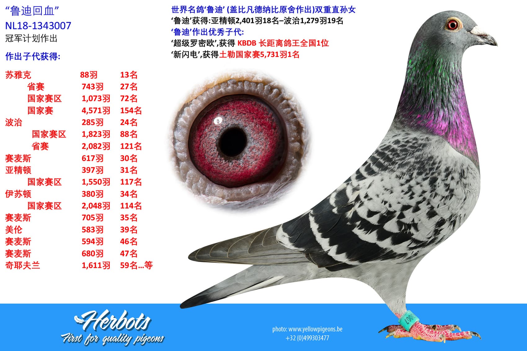 pigeon: undefined