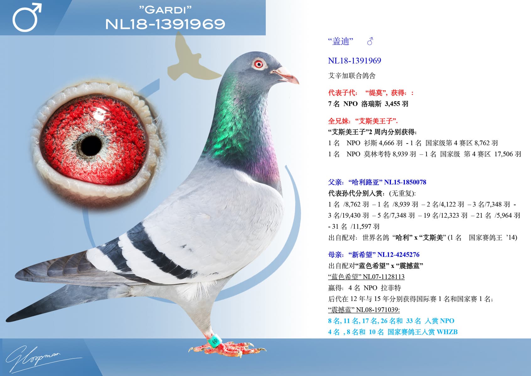 pigeon: undefined