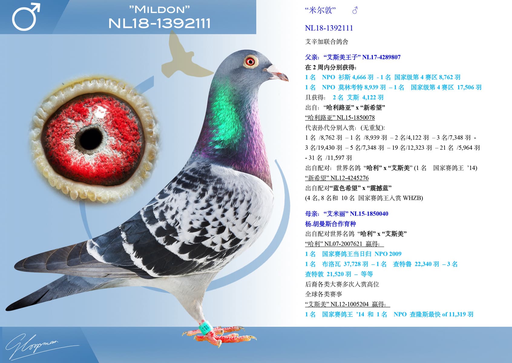 pigeon: “米尔敦”