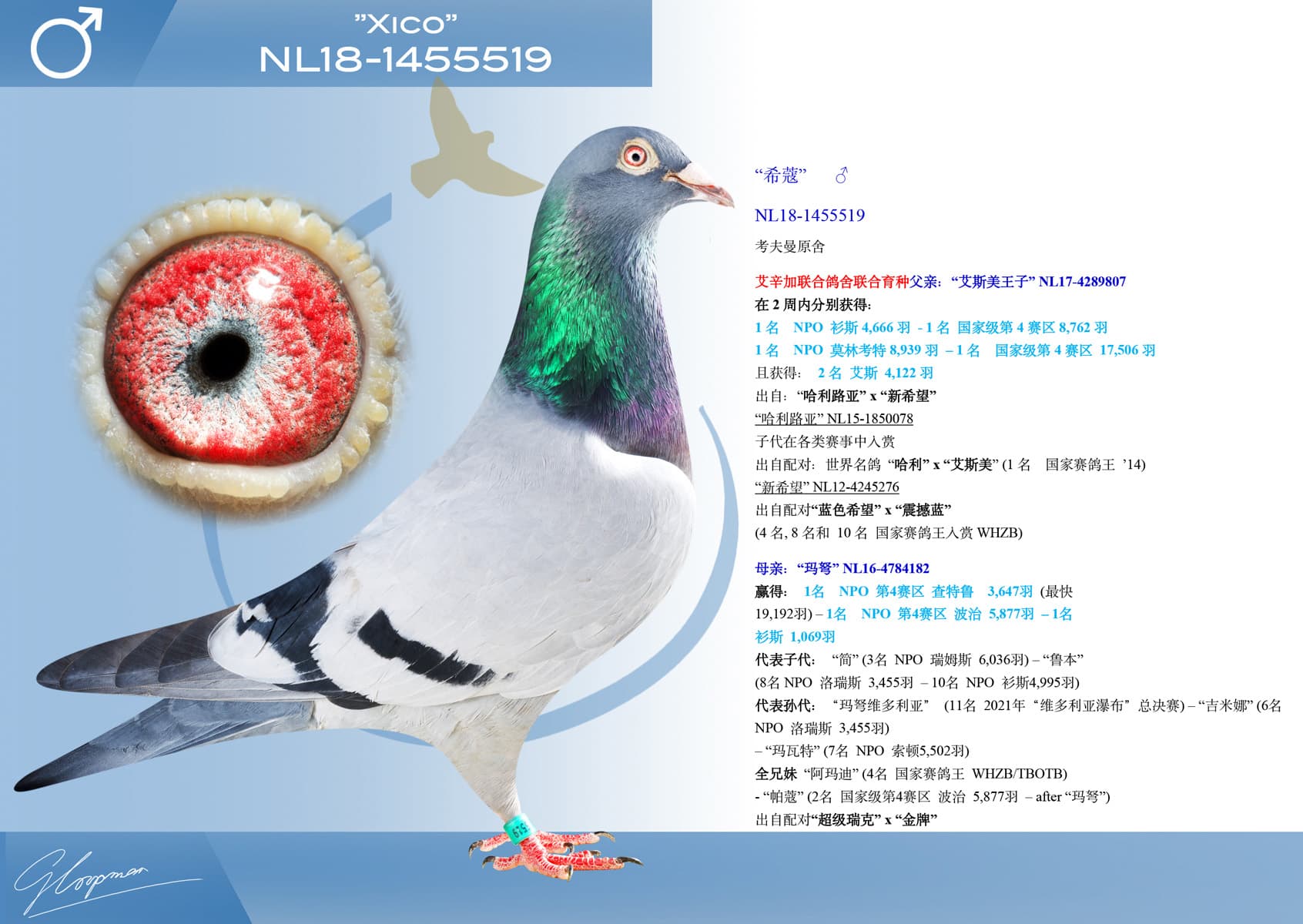 pigeon: undefined