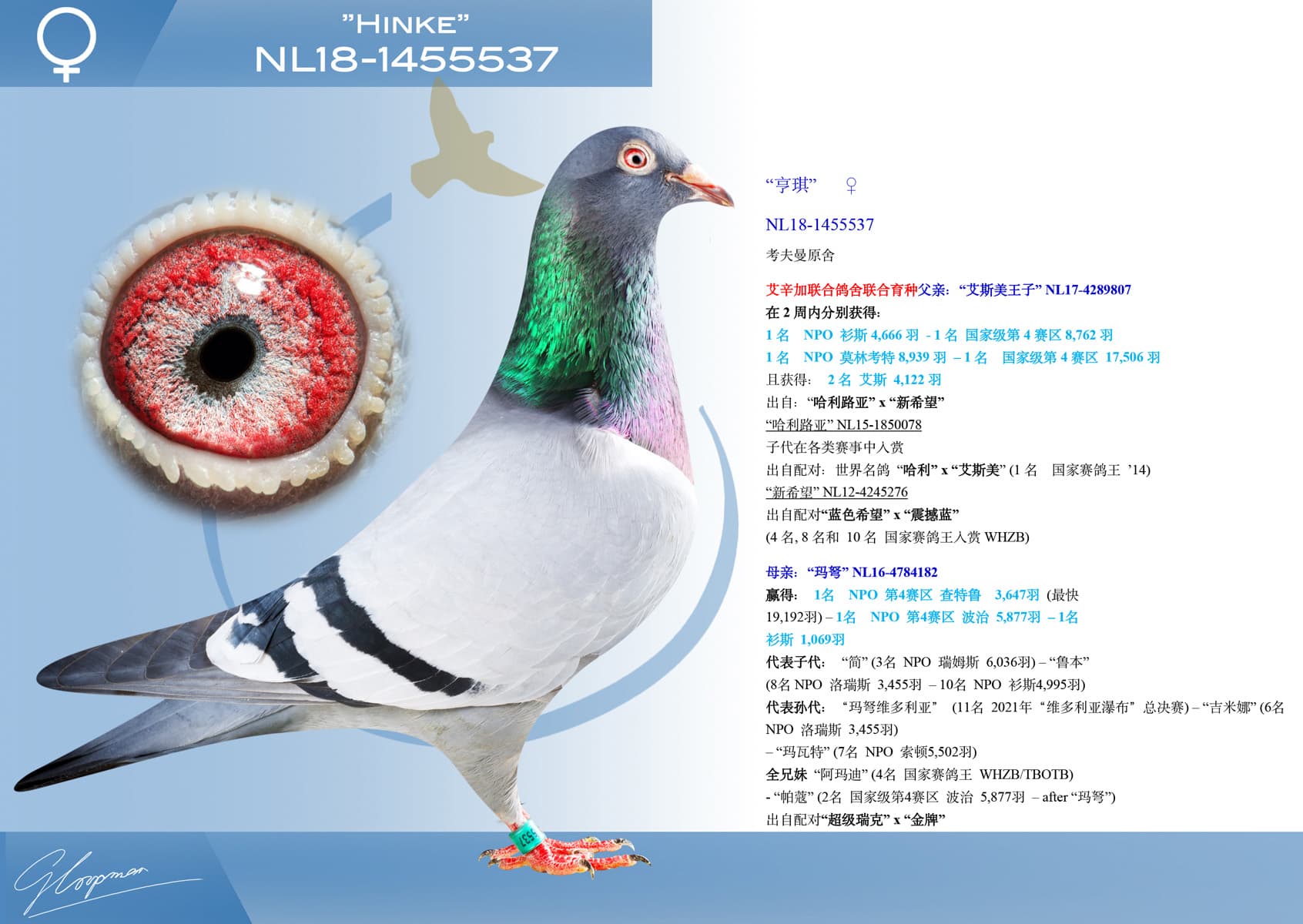 pigeon: undefined