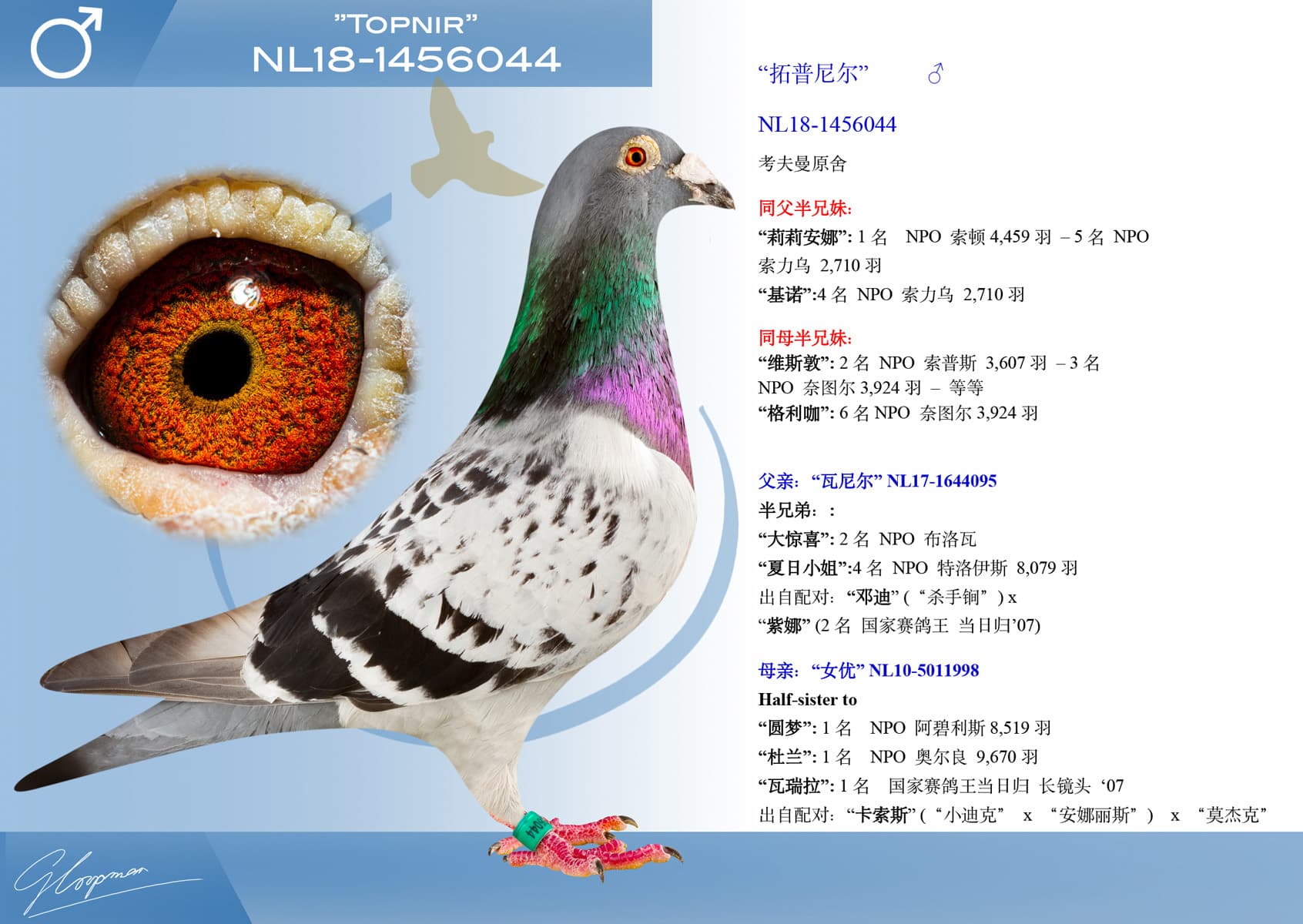 pigeon: undefined