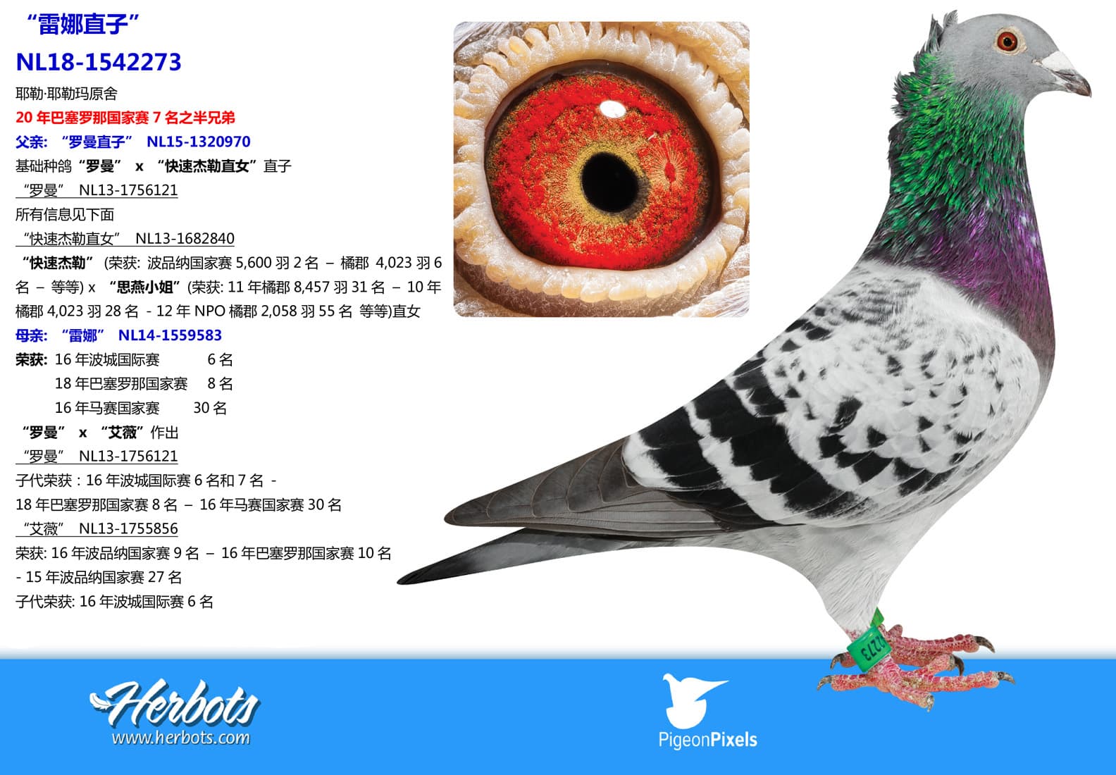 pigeon: undefined