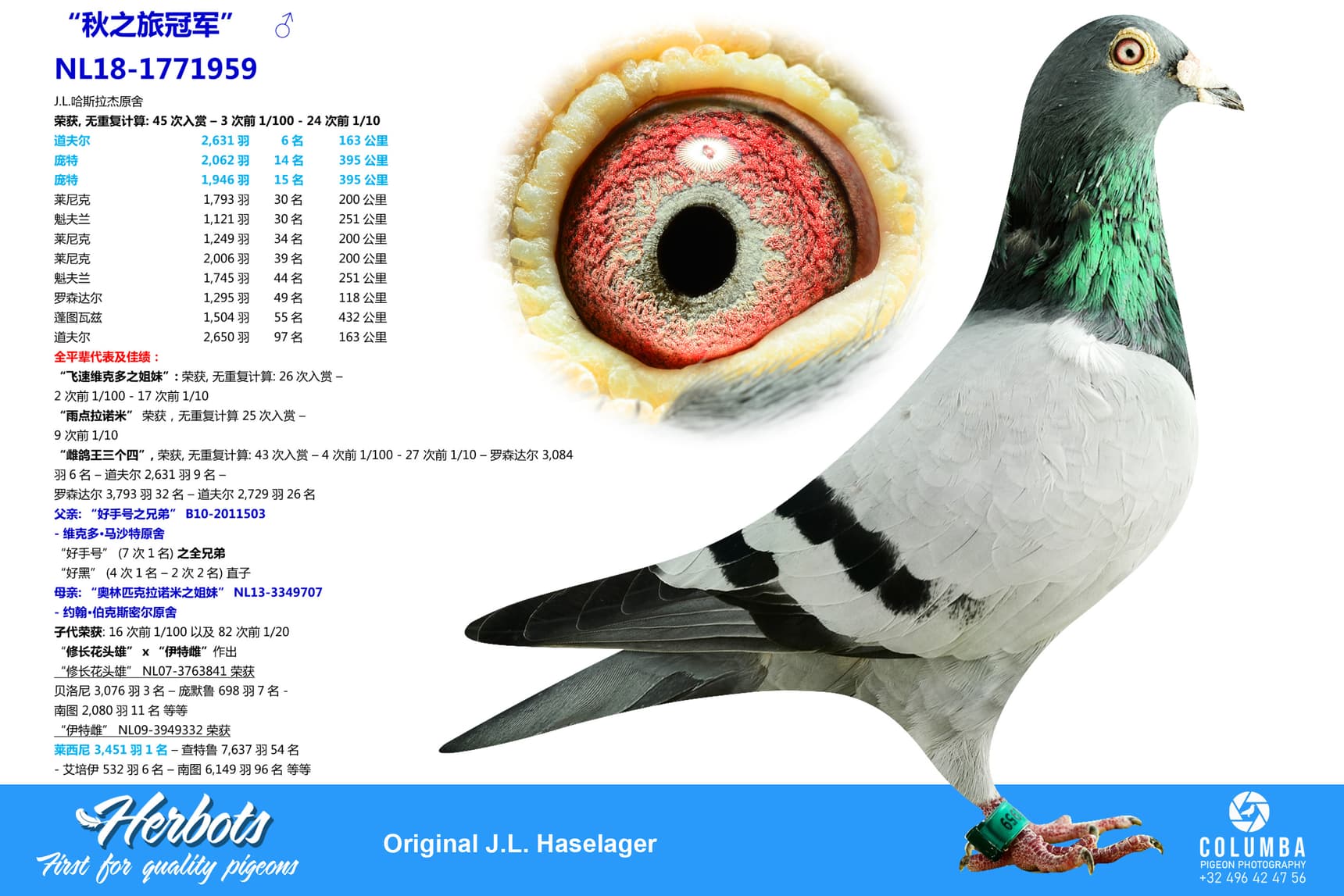 pigeon: undefined
