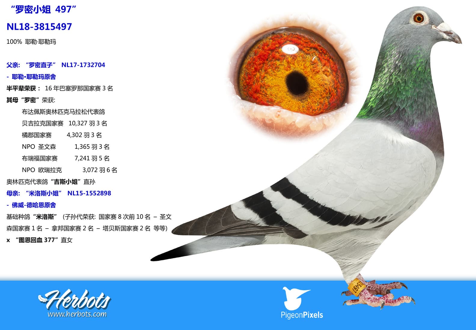 pigeon: undefined
