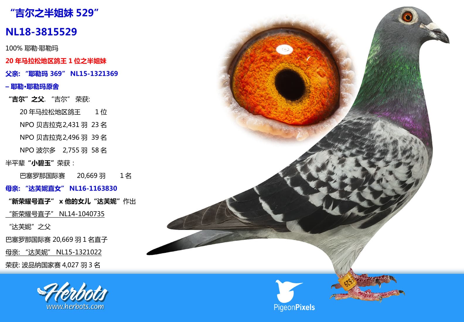 pigeon: undefined