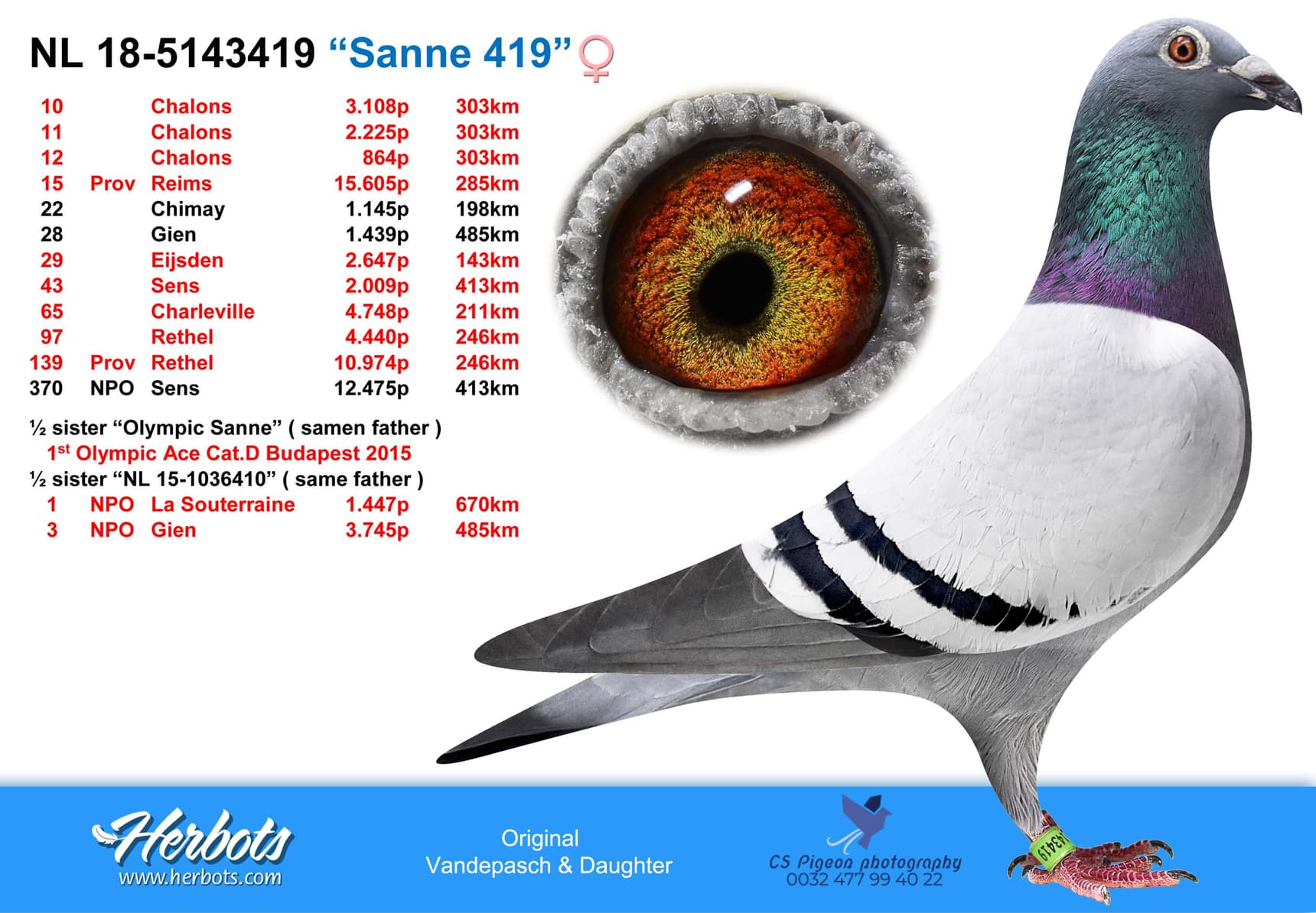 pigeon: “Sanne 419”