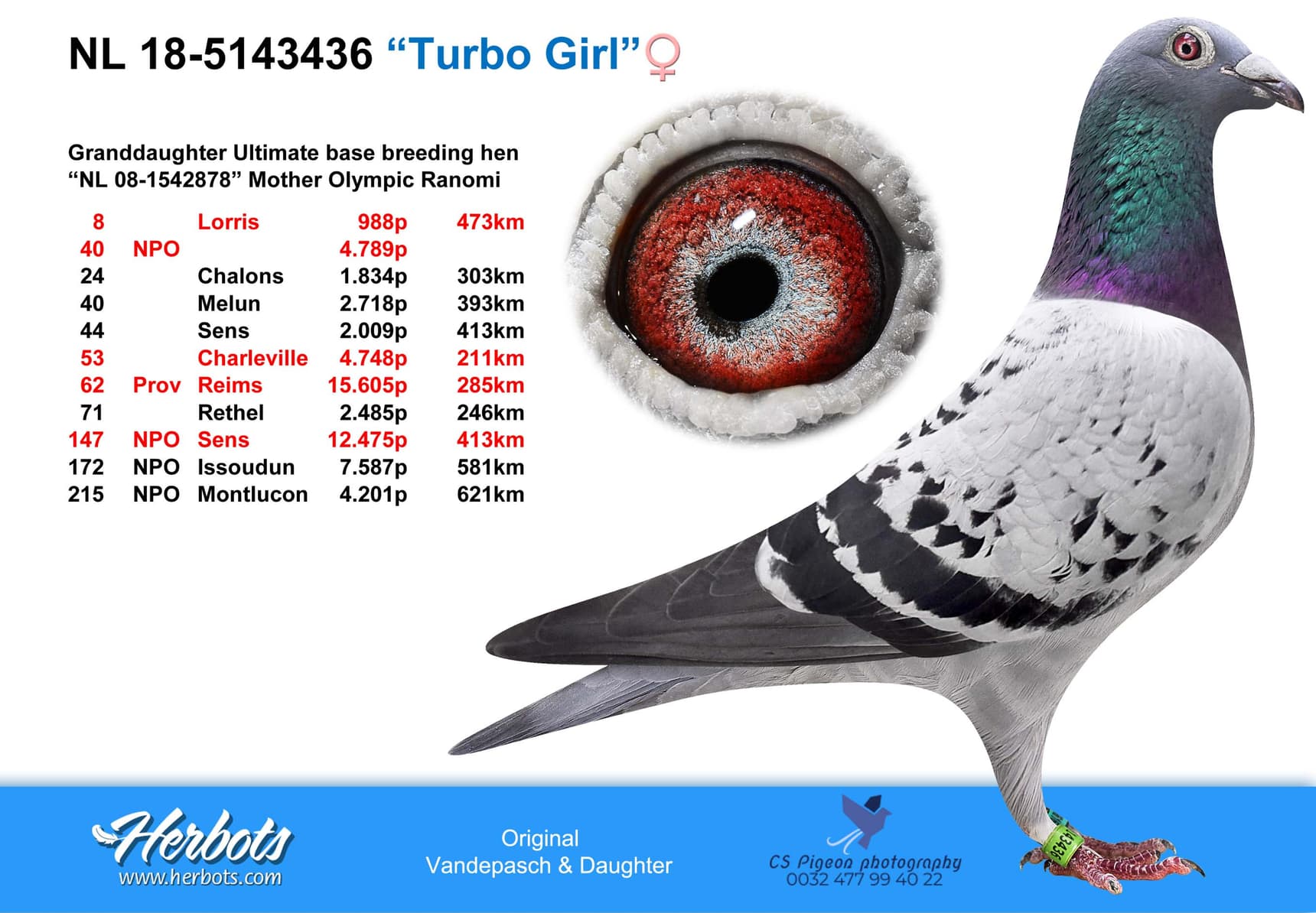 pigeon: “Turbo Girl”