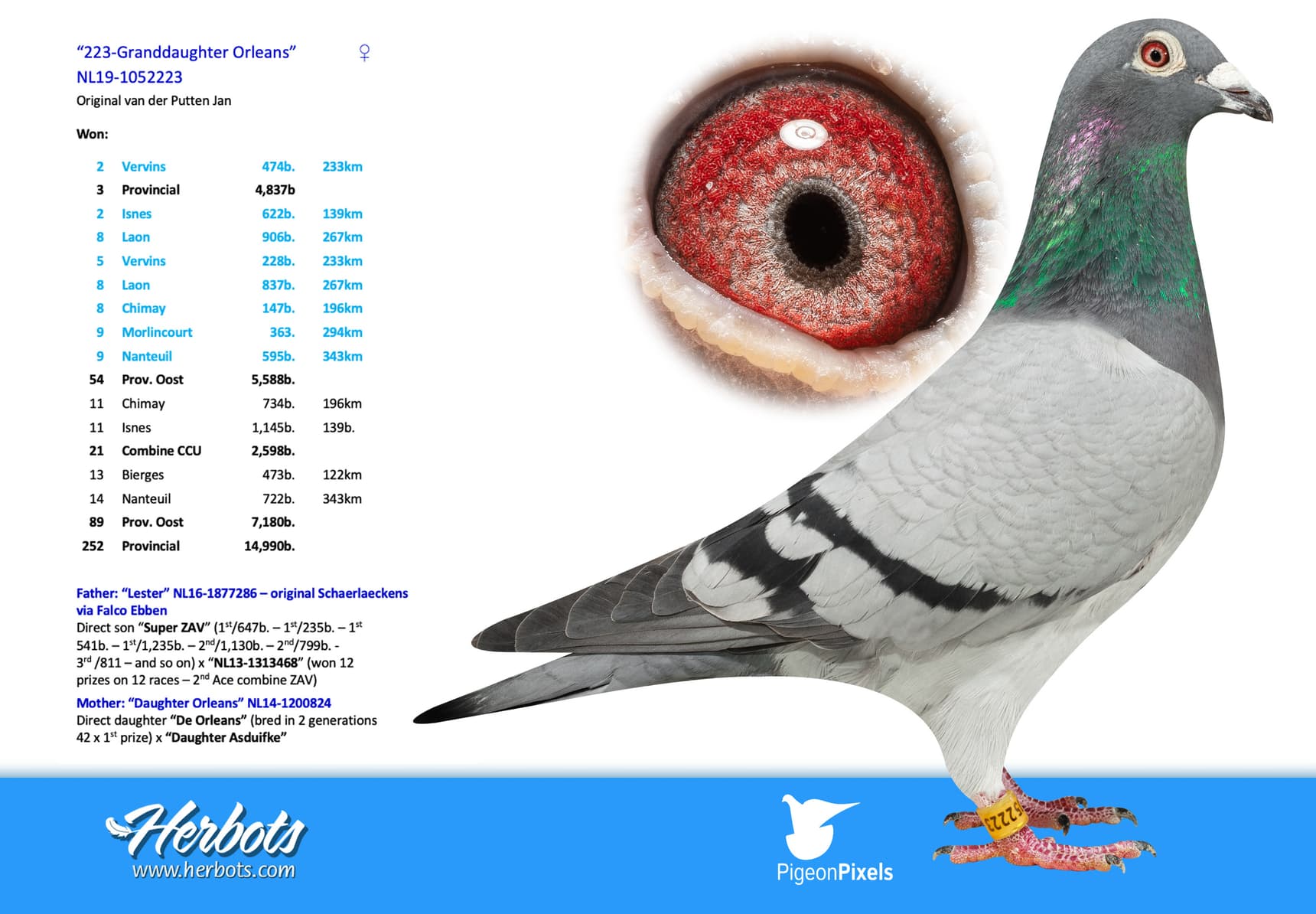 pigeon: undefined