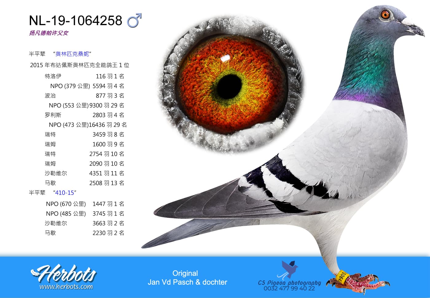 pigeon: undefined