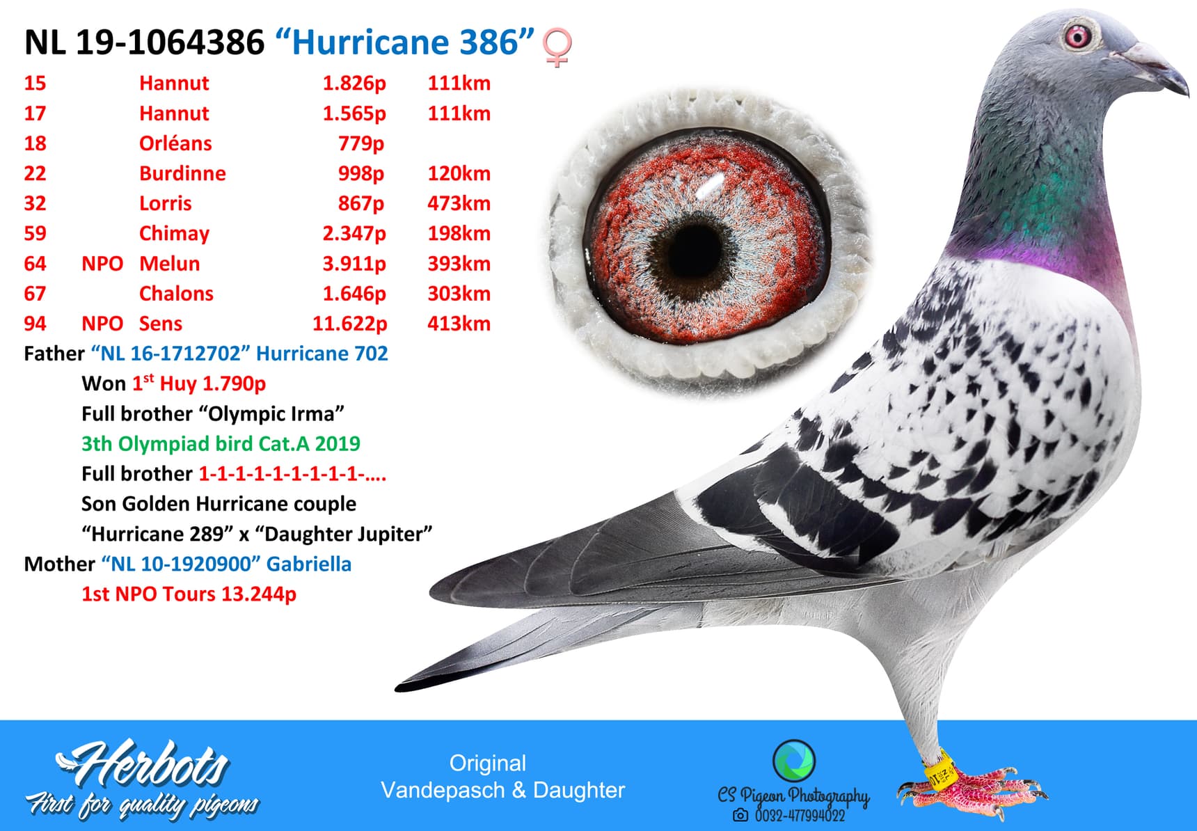 pigeon: “Hurricane 386”