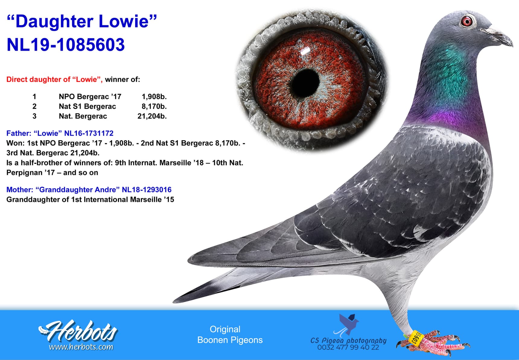 pigeon: “Daughter Lowie”