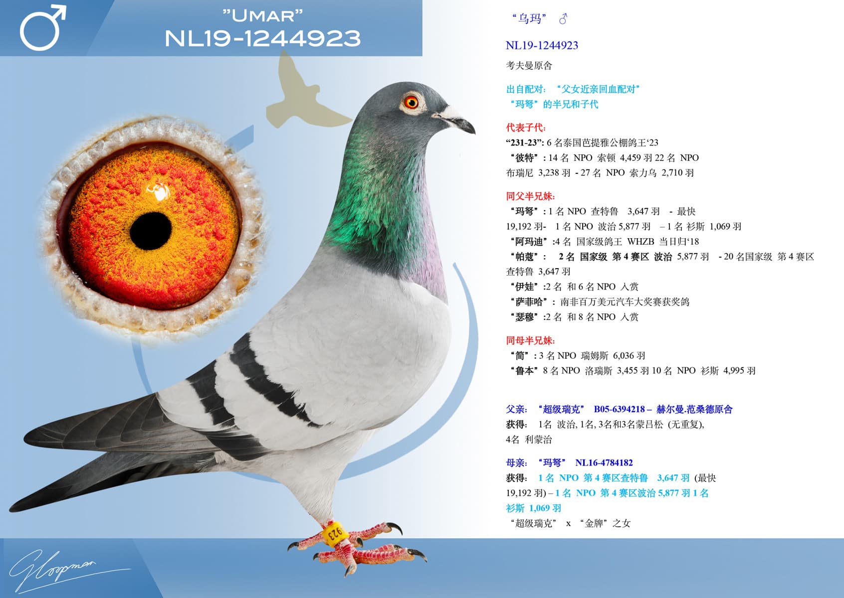 pigeon: undefined