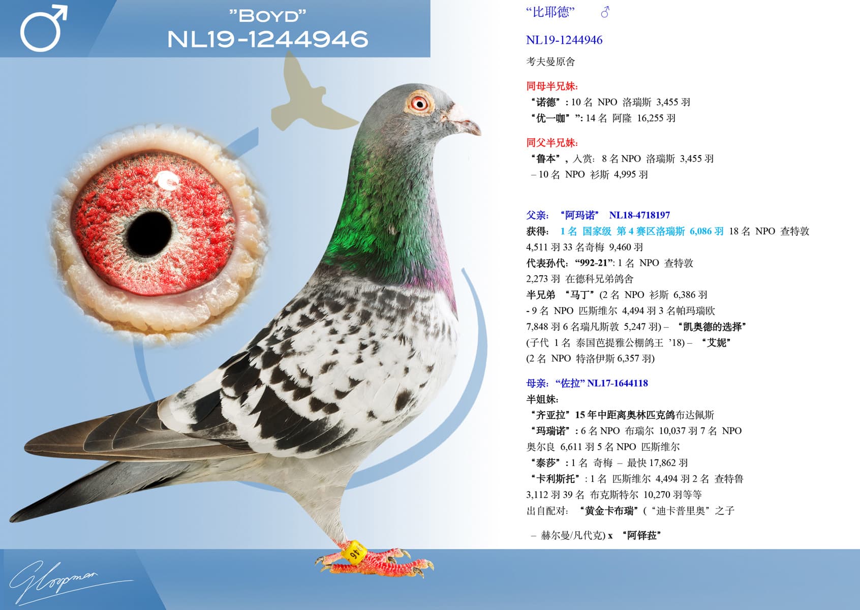 pigeon: undefined