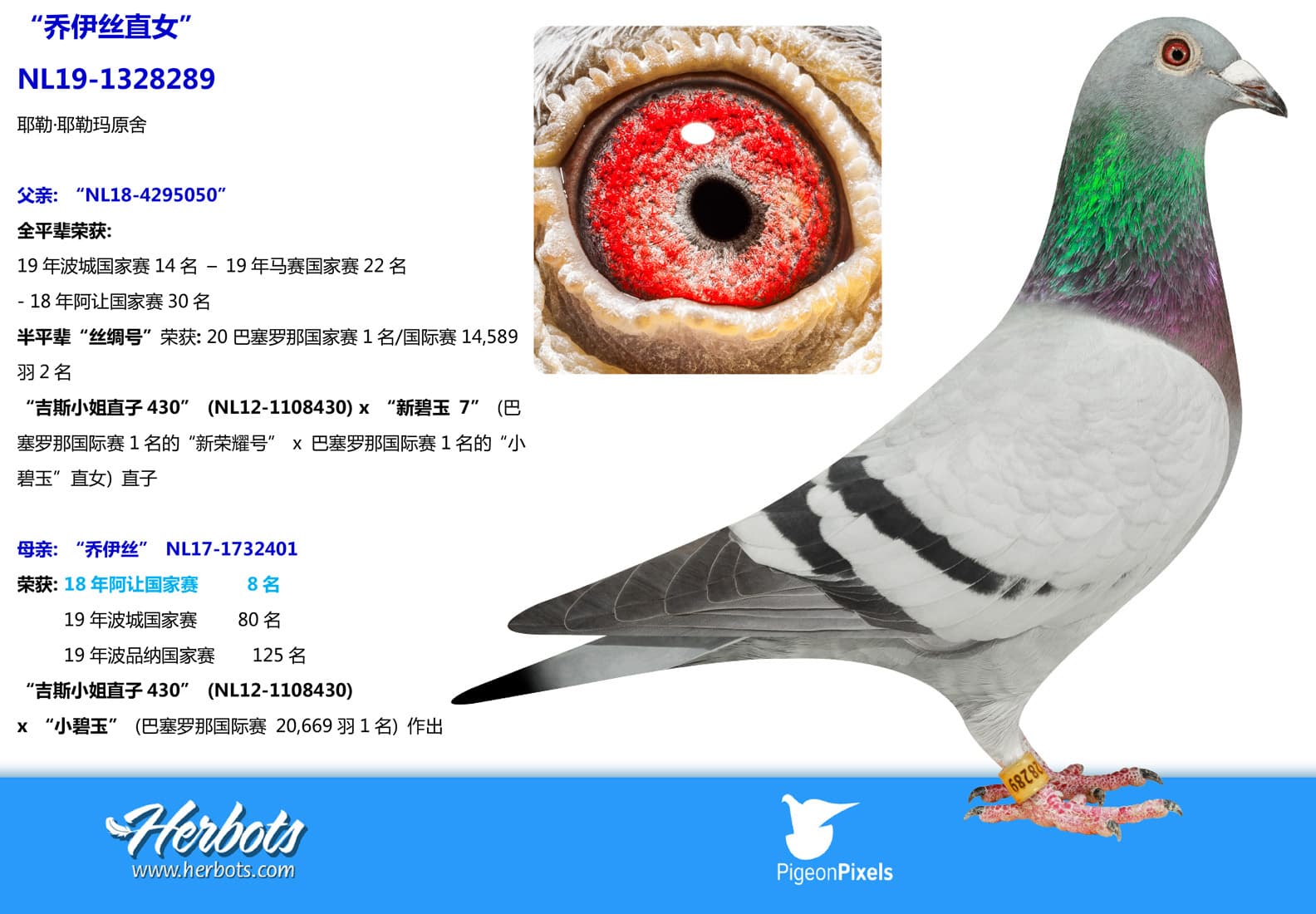pigeon: undefined