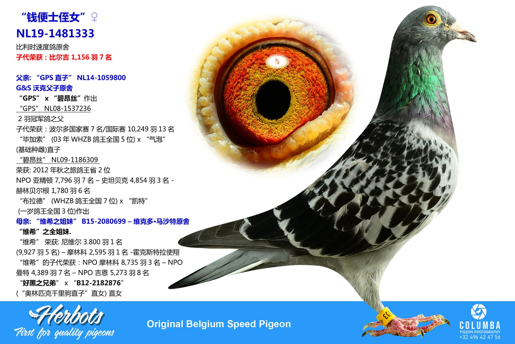 pigeon: undefined