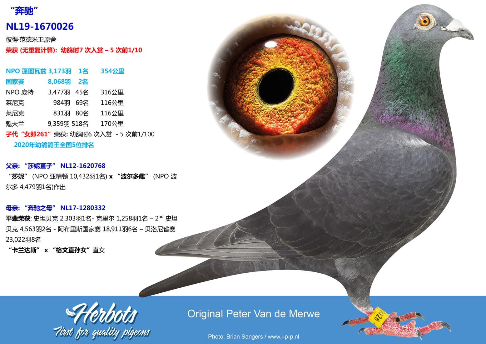 pigeon: undefined