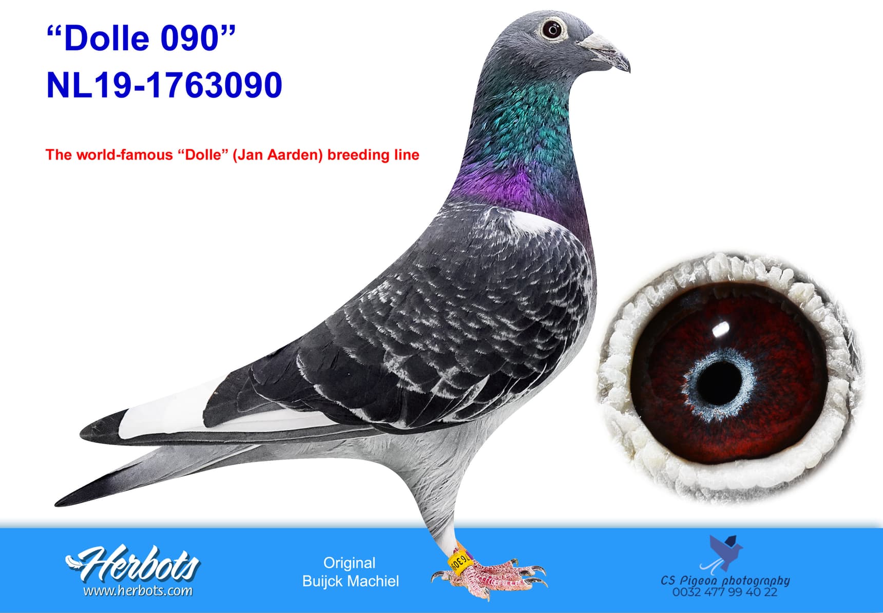 pigeon: undefined