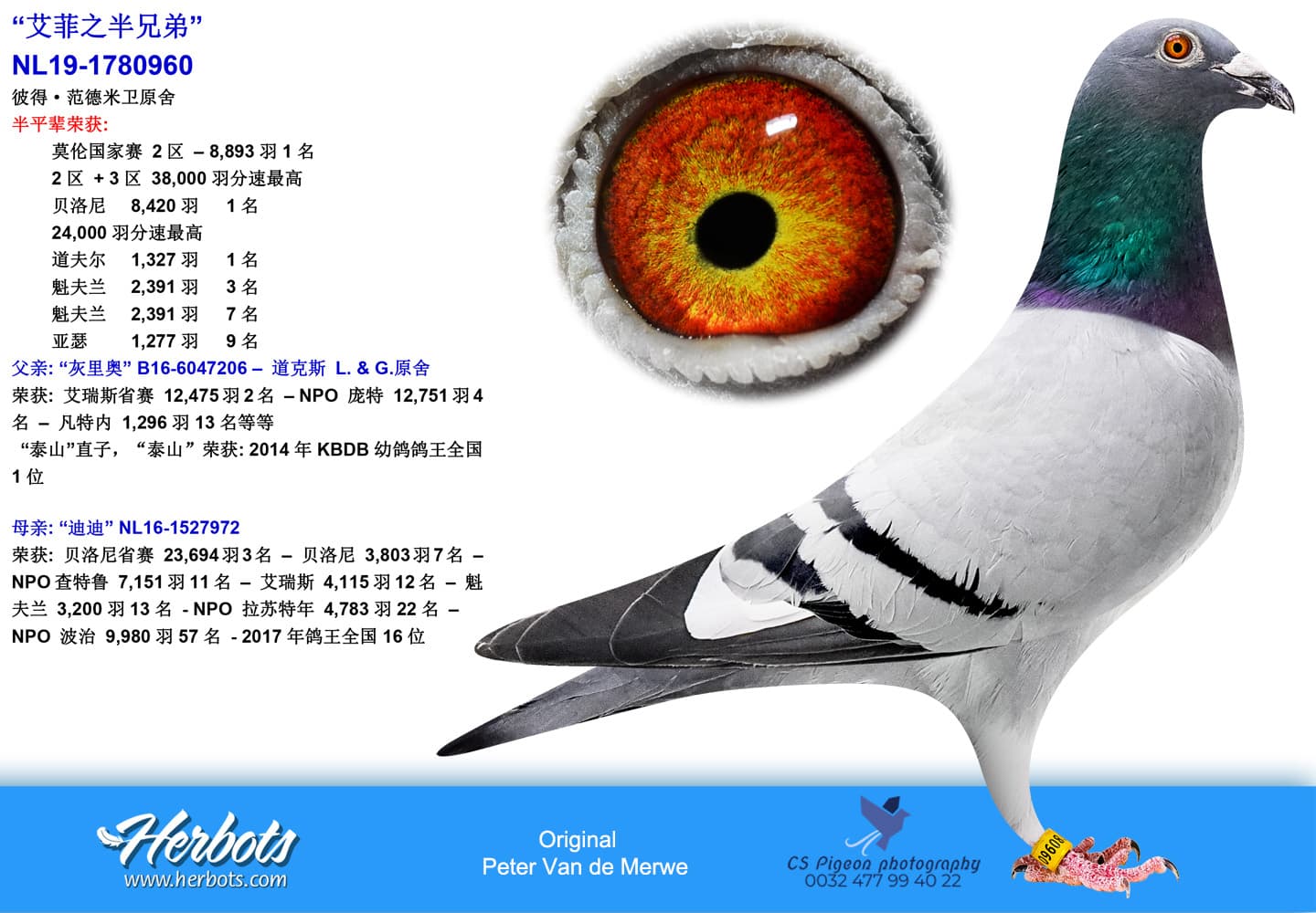 pigeon: undefined