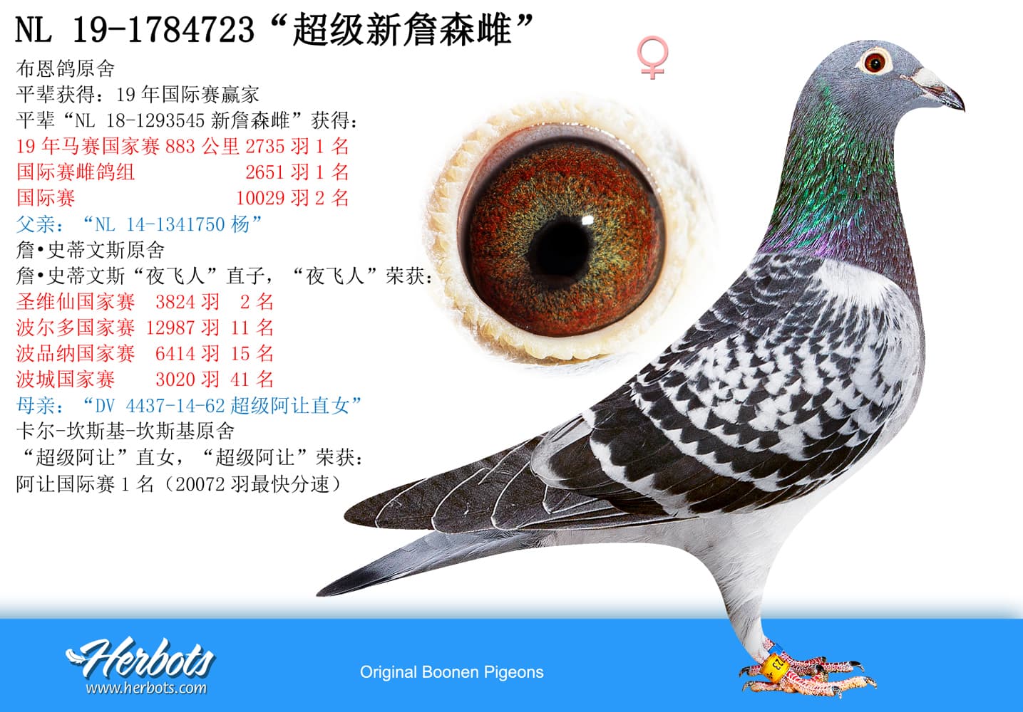 pigeon: undefined