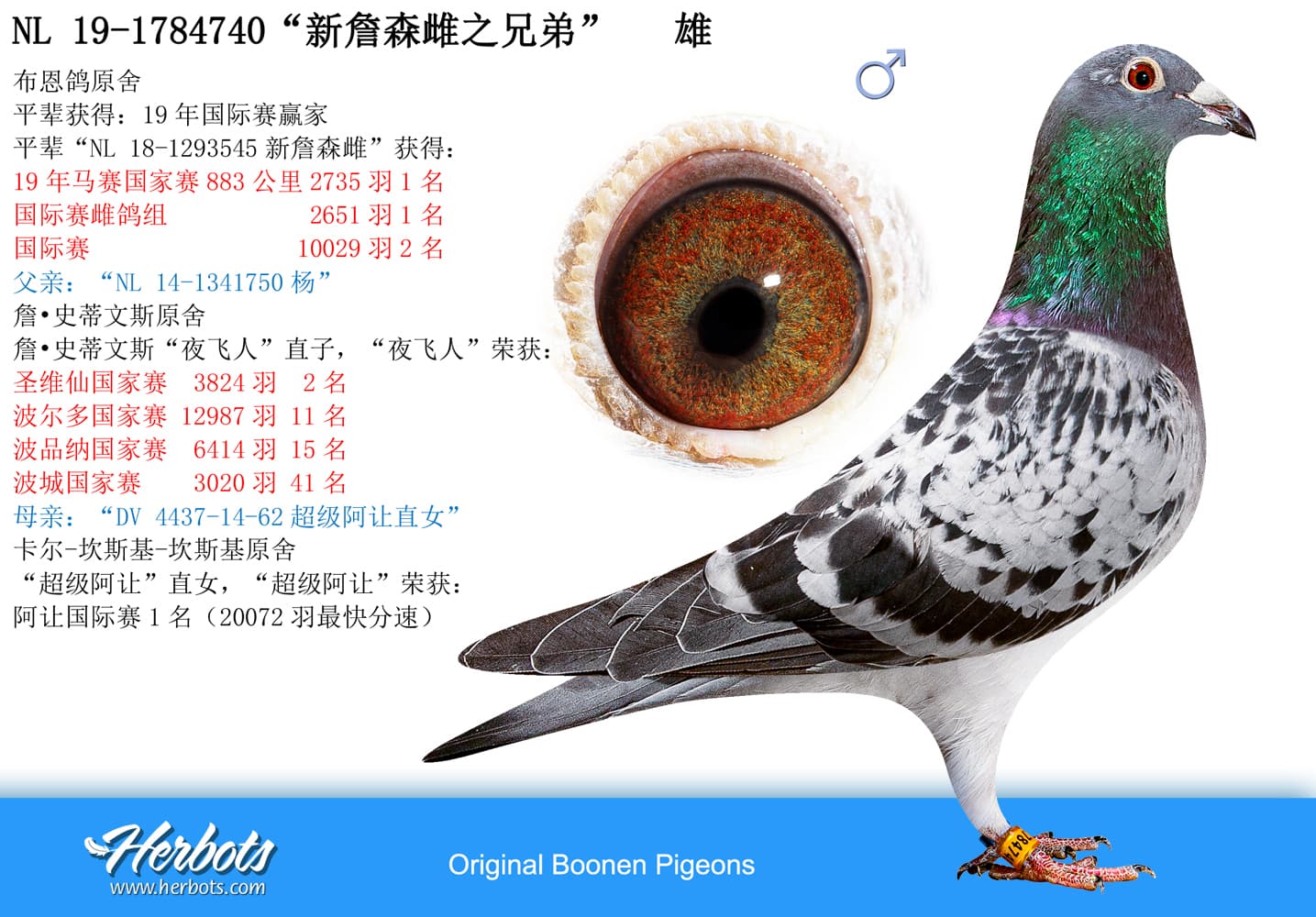 pigeon: undefined