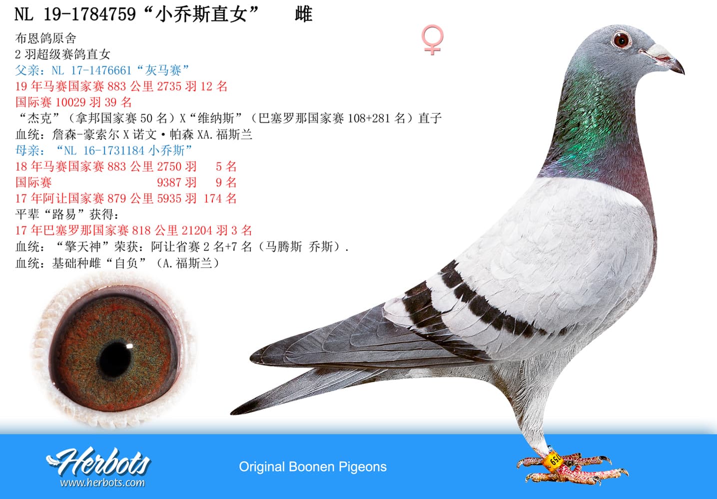 pigeon: undefined
