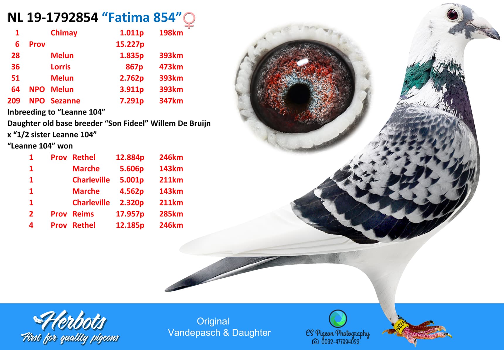 pigeon: “Fatima 854”