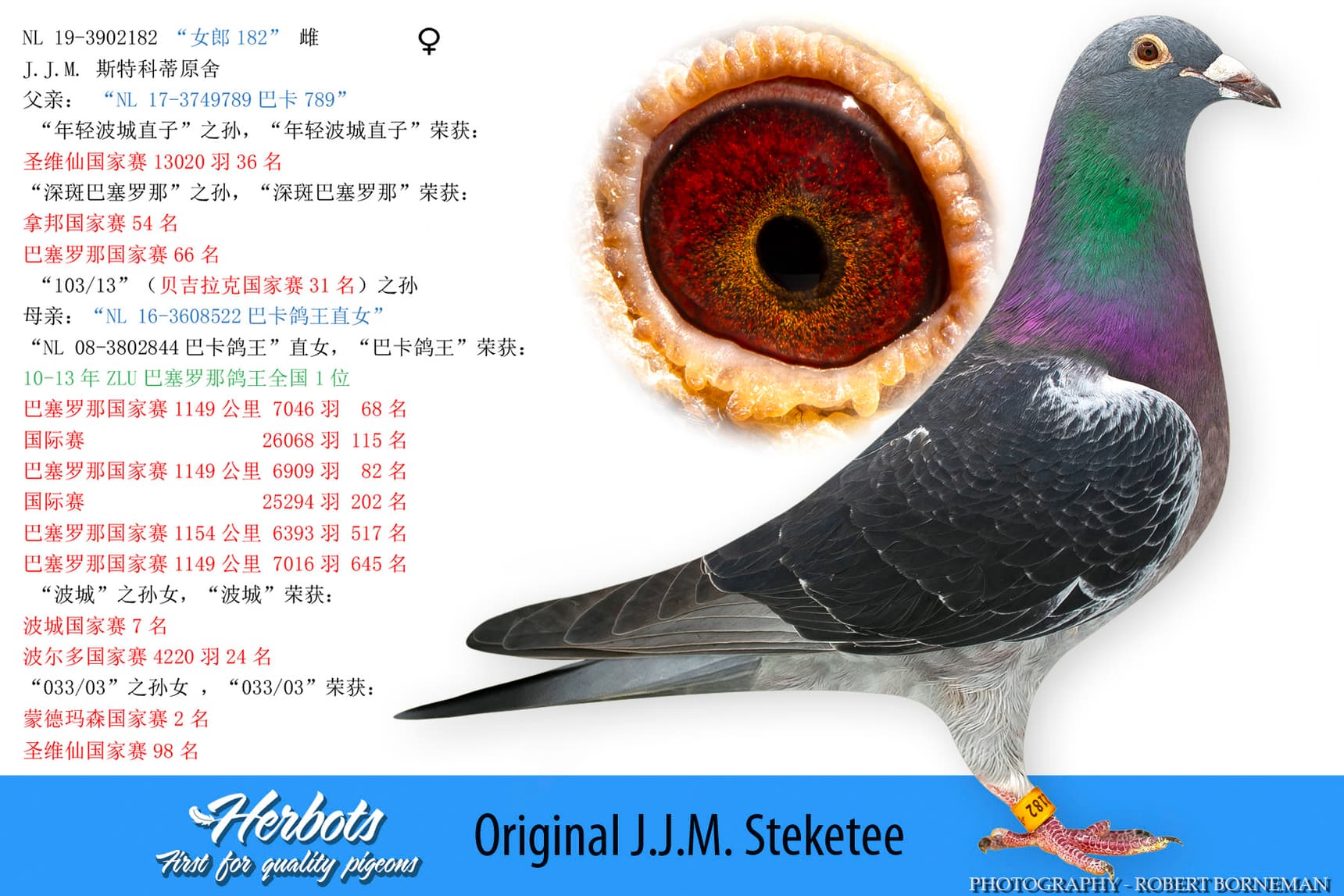 pigeon: undefined