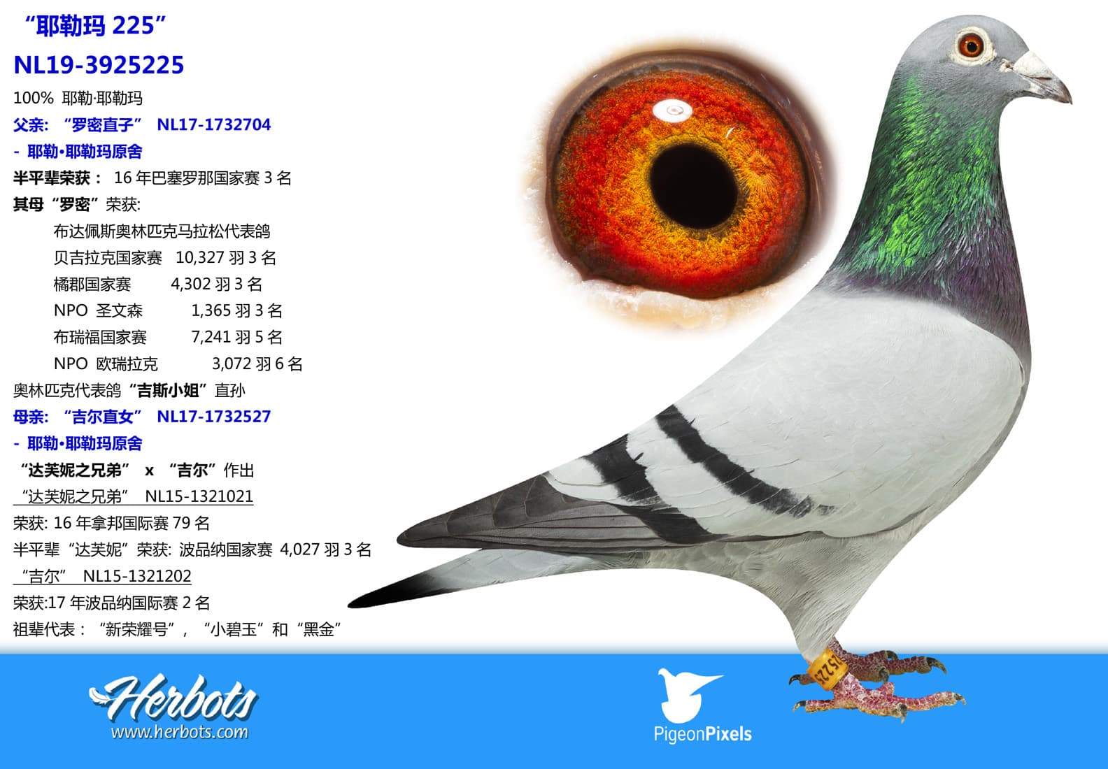 pigeon: undefined