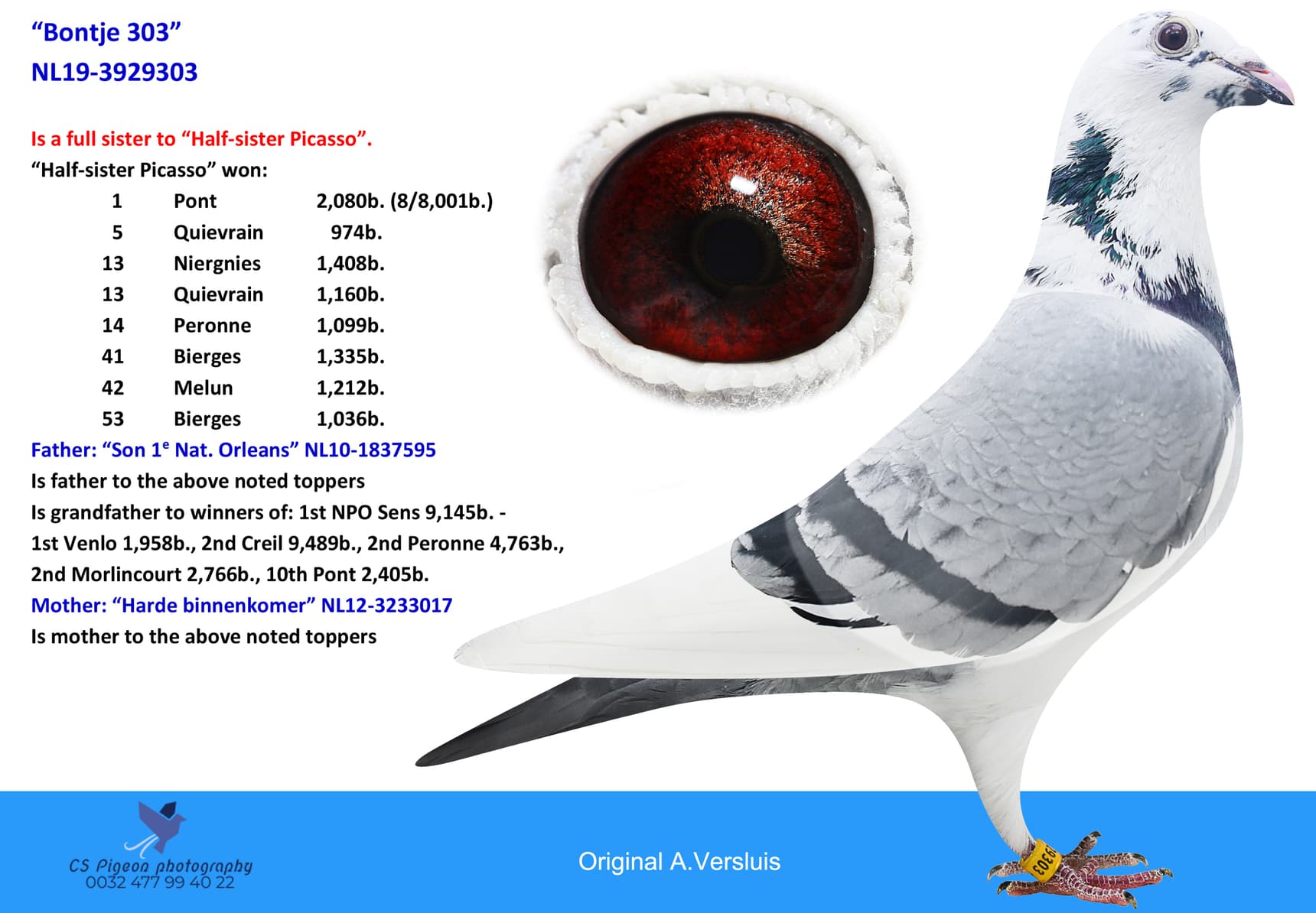 pigeon: undefined
