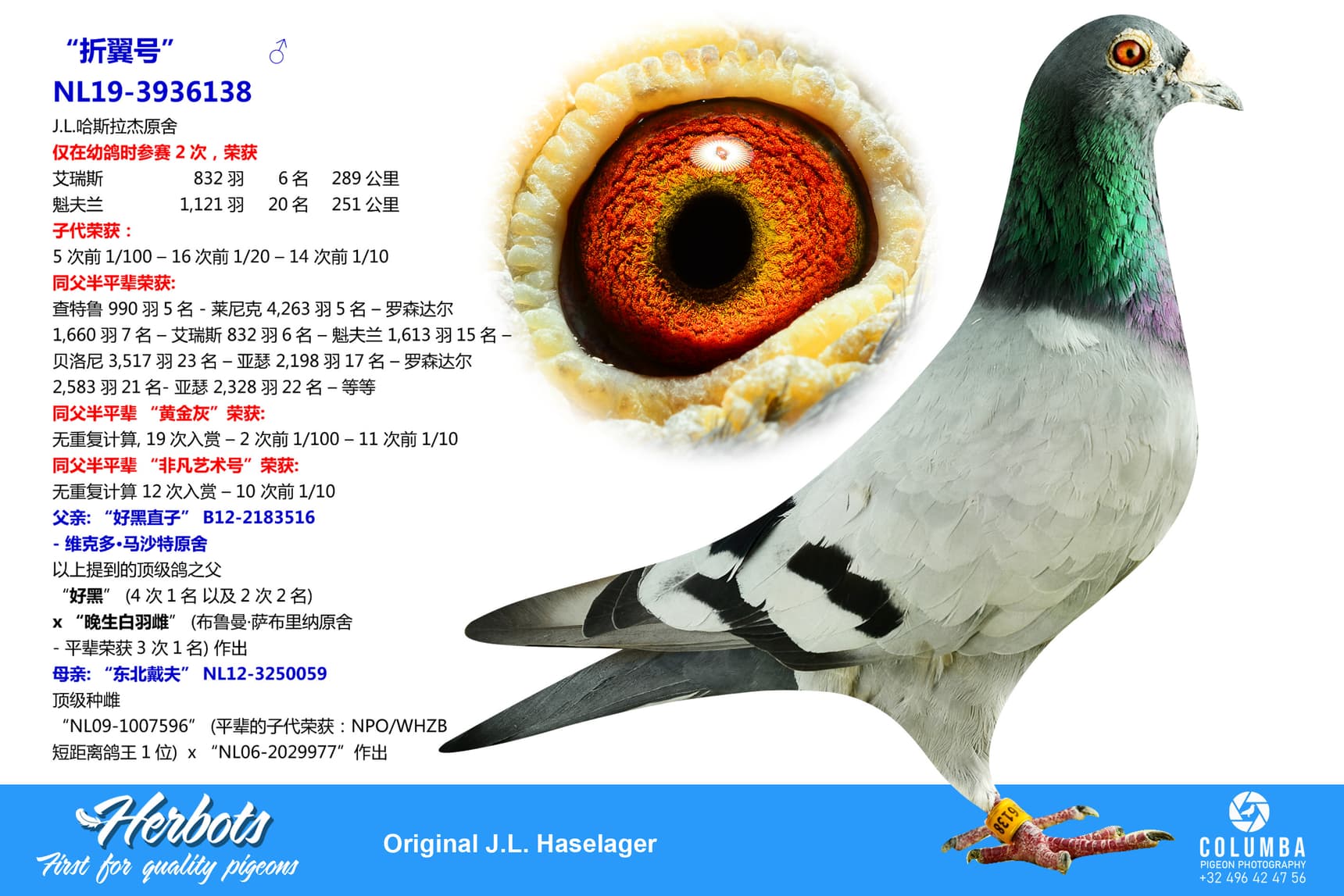 pigeon: undefined