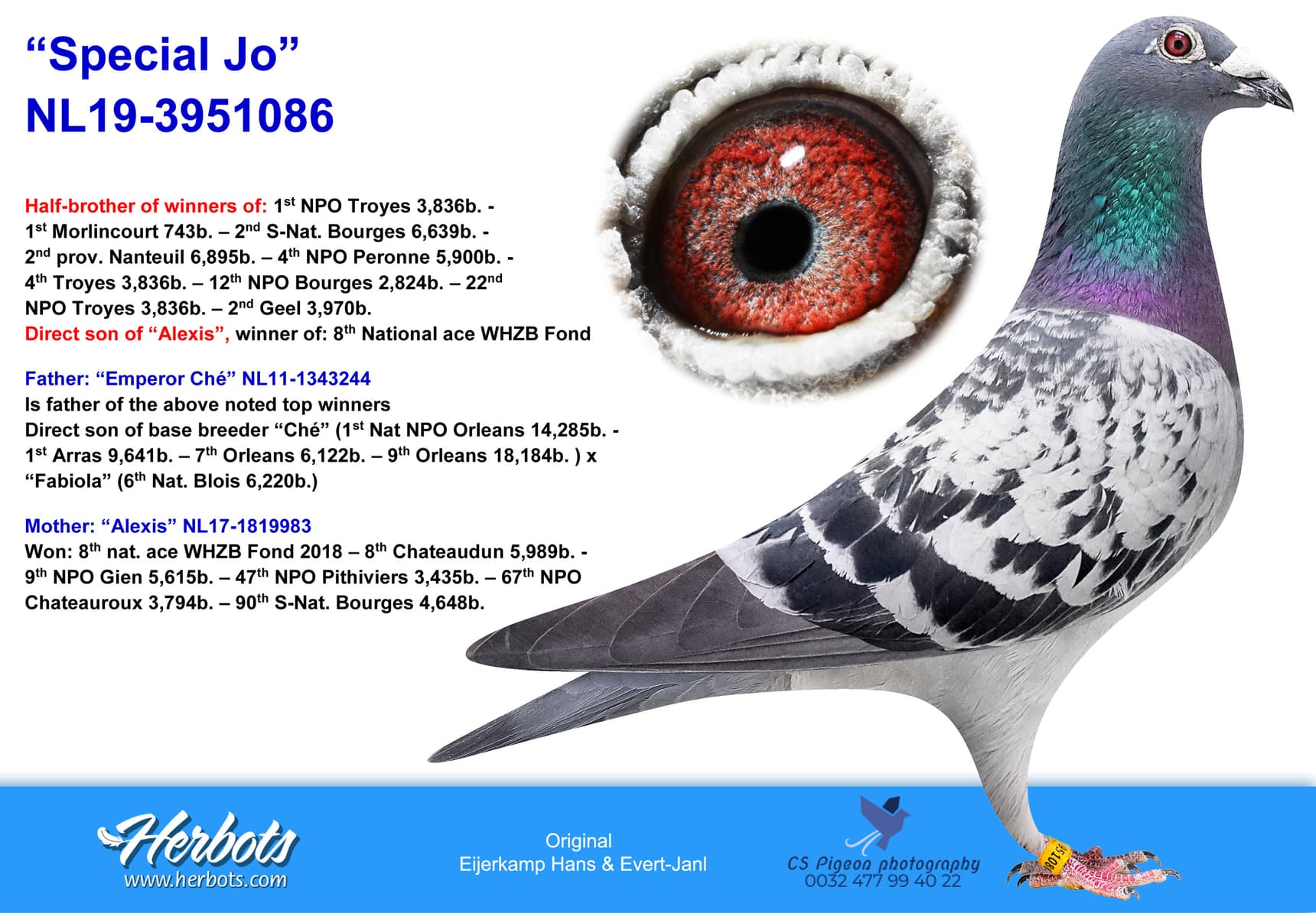 pigeon: “Special Jo”