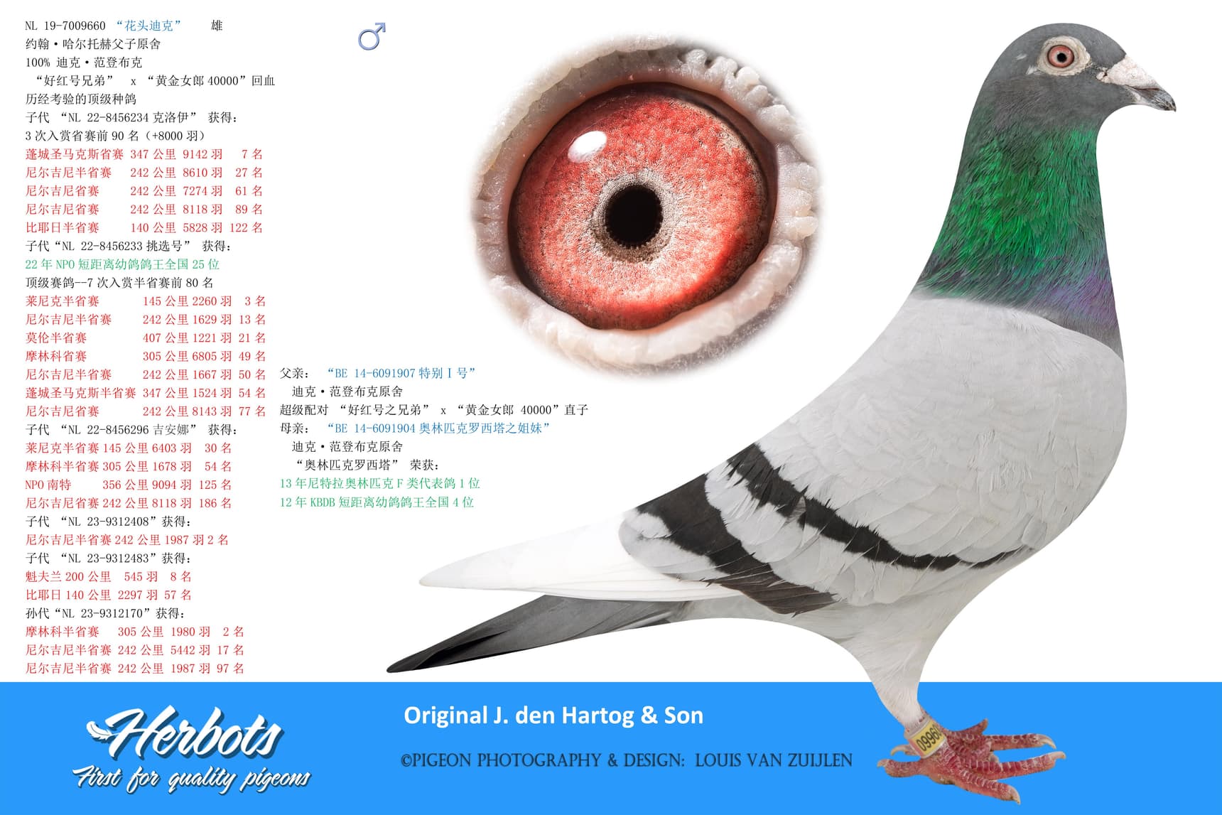 pigeon: “花头迪克”