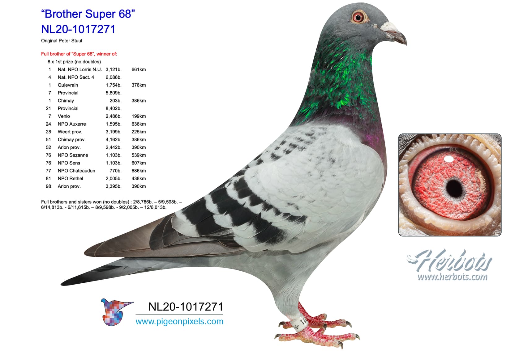 pigeon: undefined
