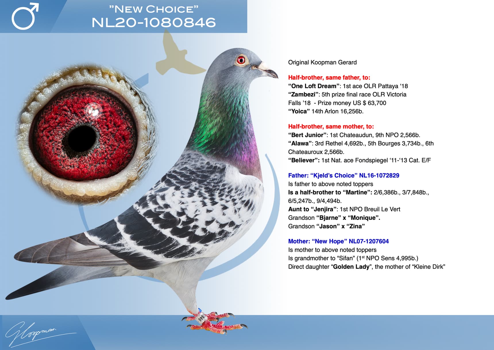 pigeon: "New Choice"