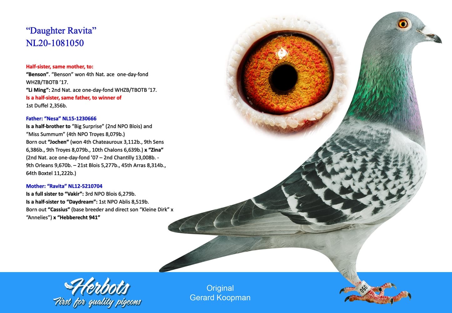 pigeon: “Daughter Ravita”