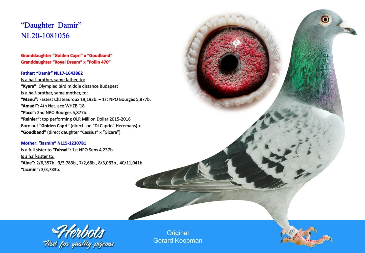 pigeon: “Daughter Damir”