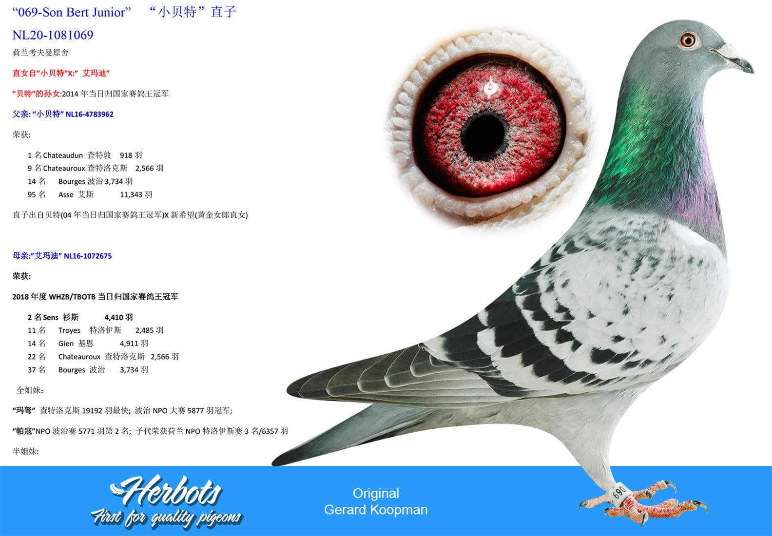 pigeon: undefined
