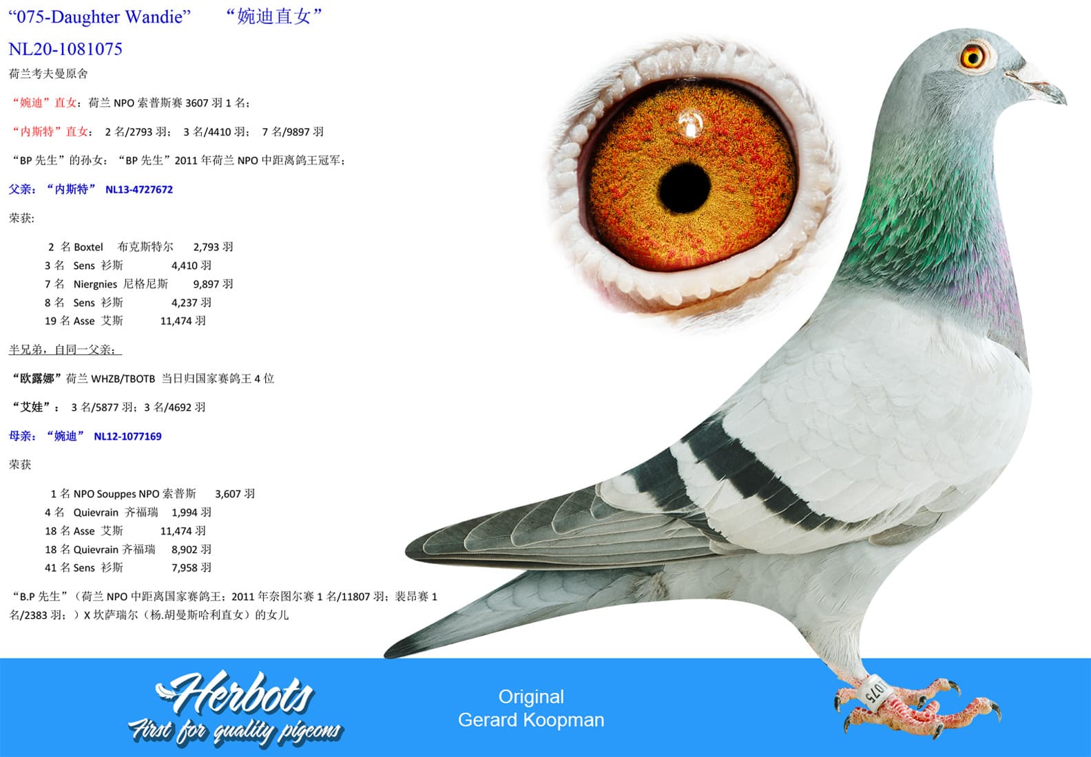pigeon: undefined