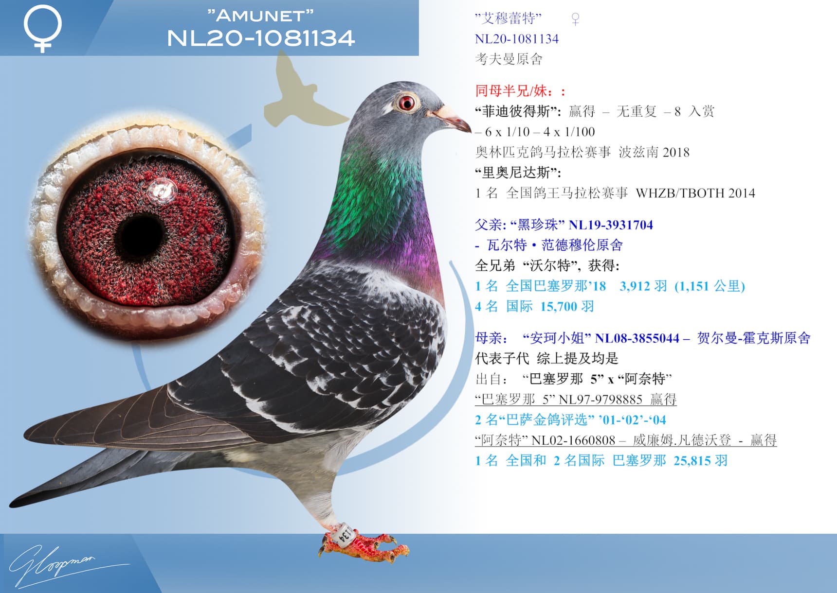 pigeon: undefined