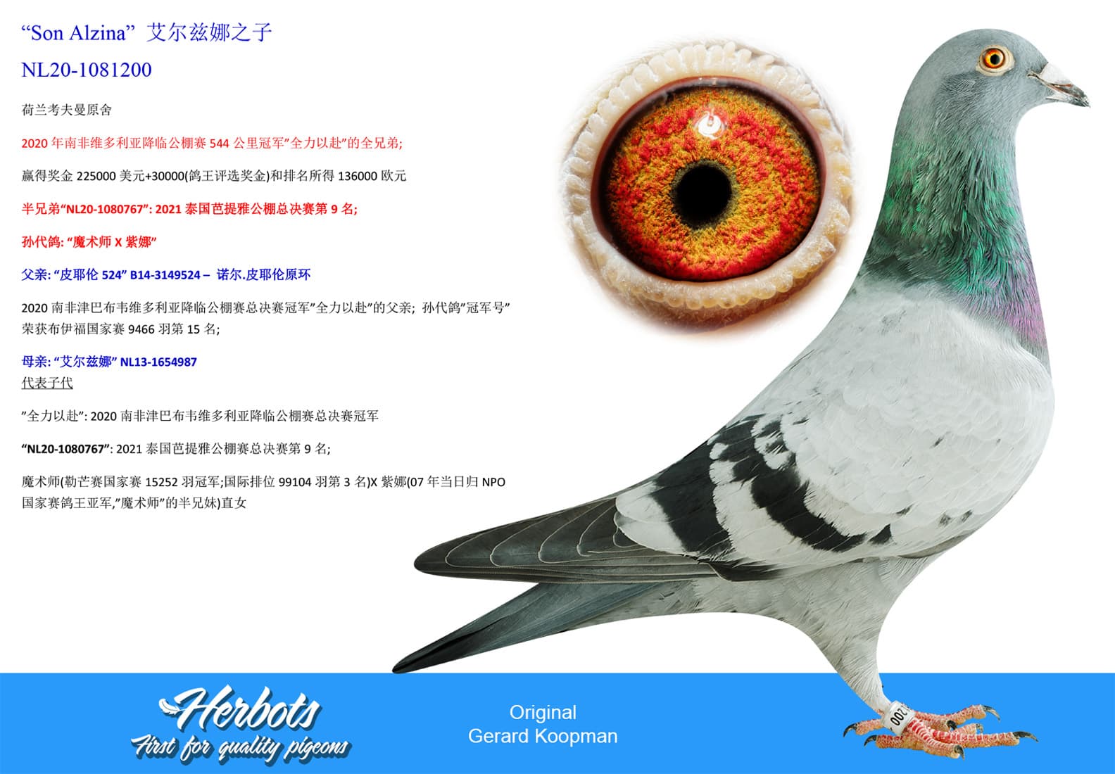 pigeon: undefined