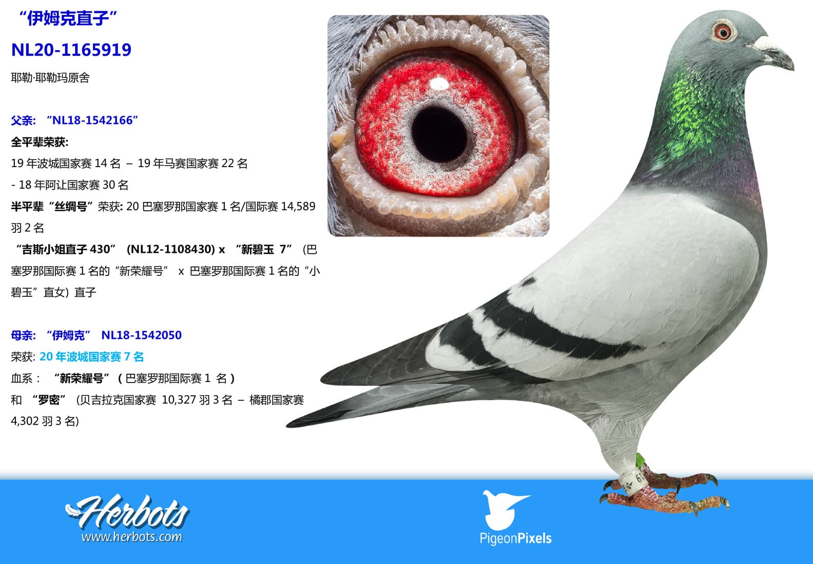 pigeon: undefined
