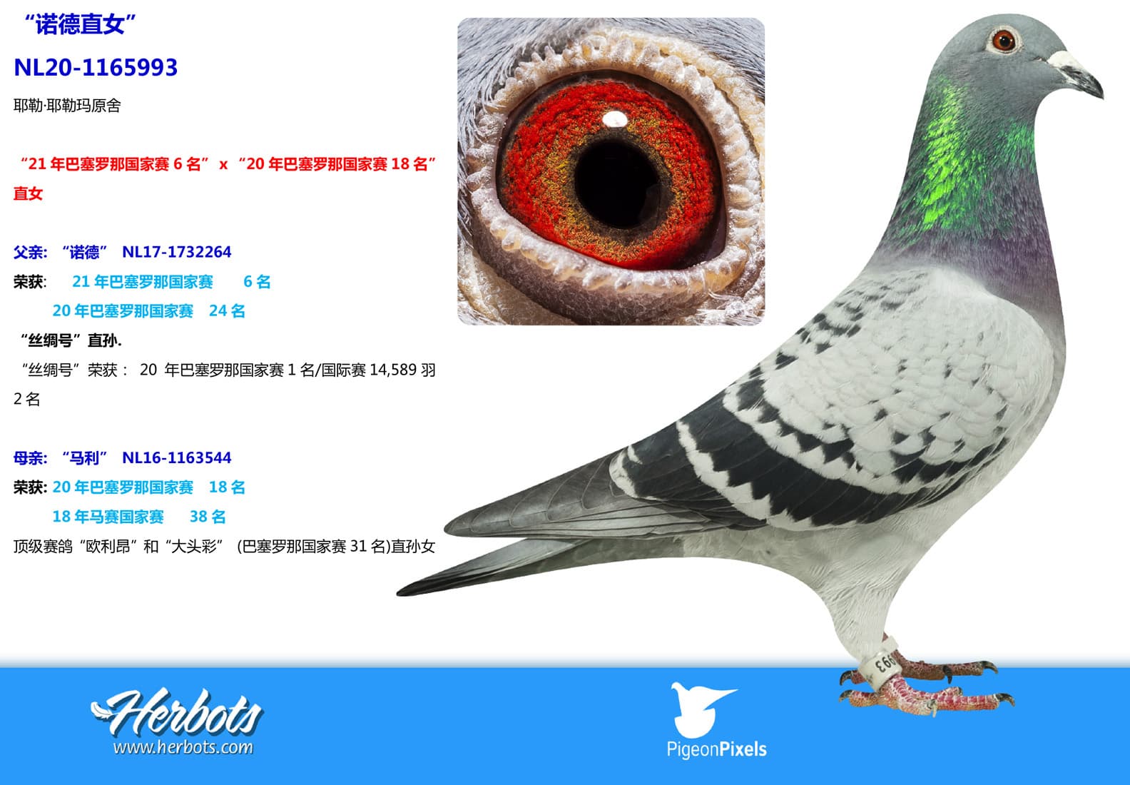 pigeon: undefined