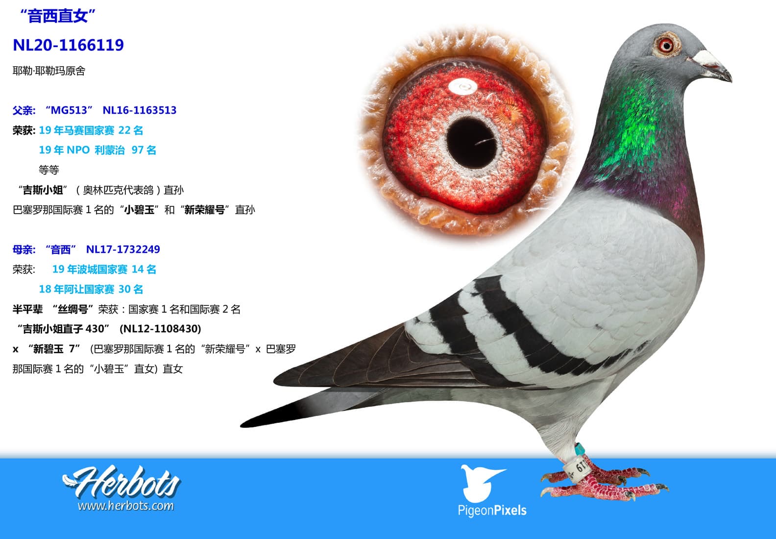 pigeon: undefined