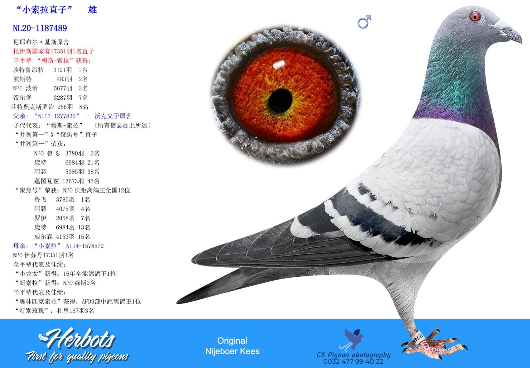 pigeon: undefined