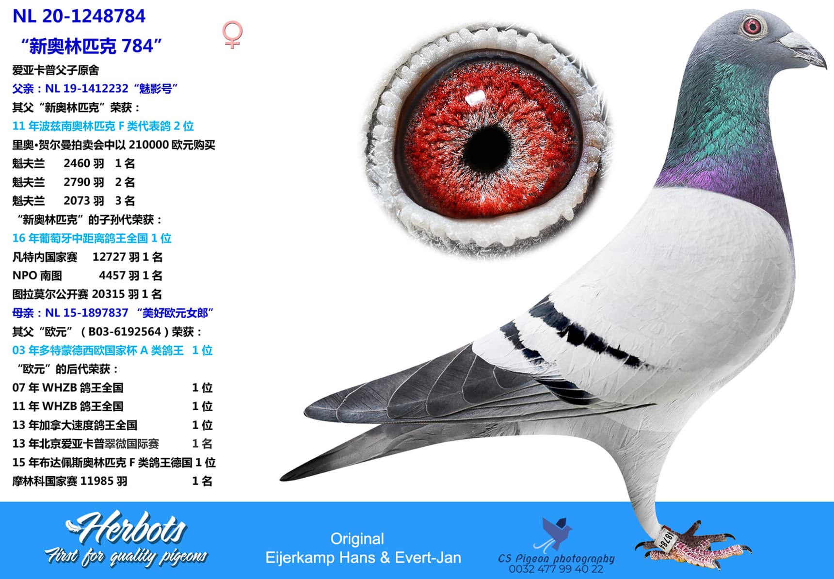 pigeon: undefined